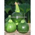 Chinese Hybrid F1 Green Pumpkin Seeds Vegetable Seeds For Sale